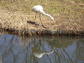 Great Egret 国立科学博物館附属自然教育園 (港区, 東京) Sat, 3/9/2024