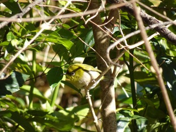 Warbling White-eye 国立科学博物館附属自然教育園 (港区, 東京) Sat, 3/9/2024