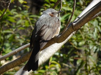 Brown-eared Bulbul 国立科学博物館附属自然教育園 (港区, 東京) Sat, 3/9/2024