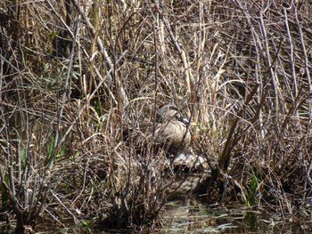 Eastern Spot-billed Duck Mizumoto Park Wed, 3/20/2024