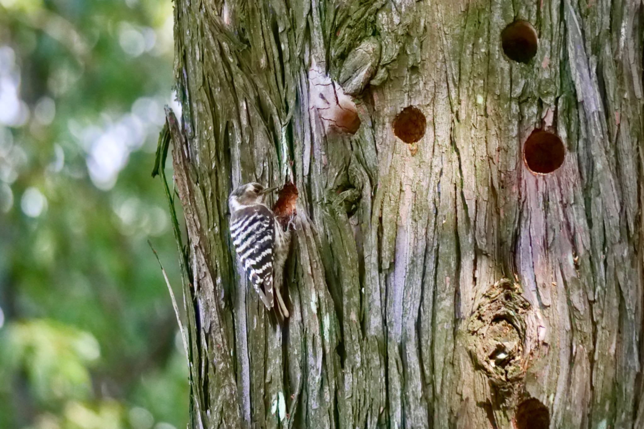 Photo of Japanese Pygmy Woodpecker at 庄内緑地公園 by sana