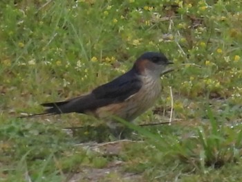 Red-rumped Swallow 京都・高野川 Sun, 4/21/2024