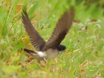 Asian House Martin 鴨川 Sun, 4/21/2024