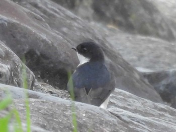 Asian House Martin 鴨川 Sun, 4/21/2024