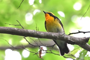 Narcissus Flycatcher 埼玉県飯能市 Sun, 4/21/2024