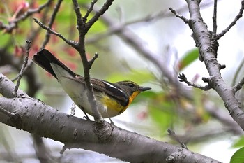 Narcissus Flycatcher 埼玉県飯能市 Sun, 4/21/2024