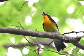 Narcissus Flycatcher 埼玉県飯能市 Sun, 4/21/2024