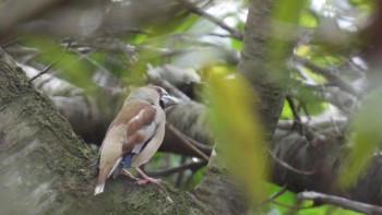 Hawfinch Unknown Spots Sun, 4/21/2024