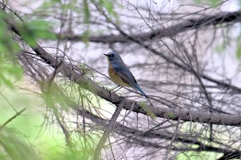 ルリビタキ 札幌モエレ沼公園 2024年4月21日(日)