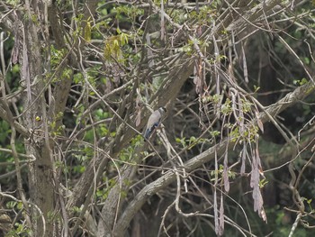 Japanese Grosbeak 平成榛原子供のもり公園 Sat, 4/20/2024