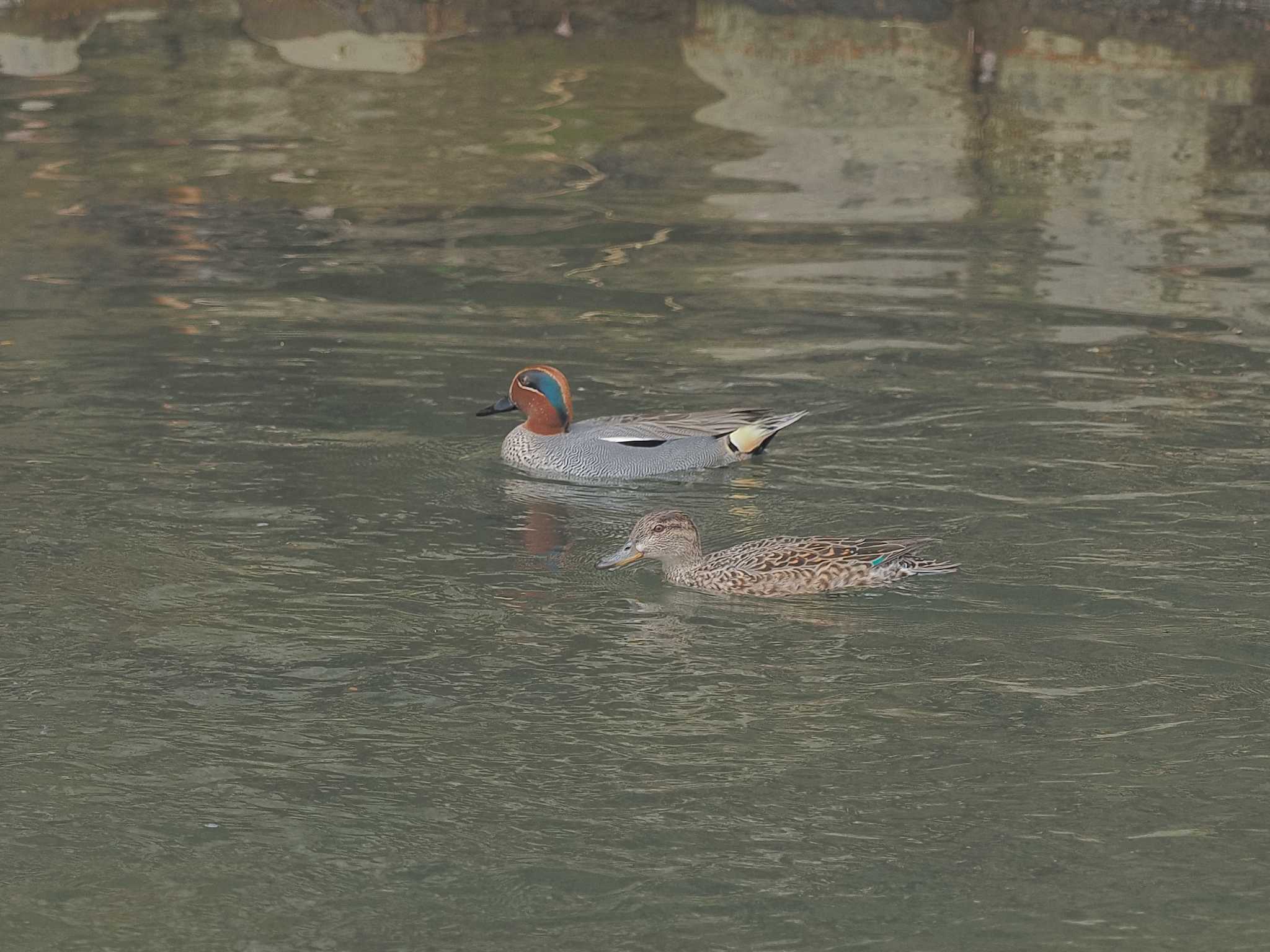 Photo of Eurasian Teal at 平成榛原子供のもり公園 by MaNu猫