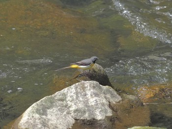 Grey Wagtail 平成榛原子供のもり公園 Sat, 4/20/2024