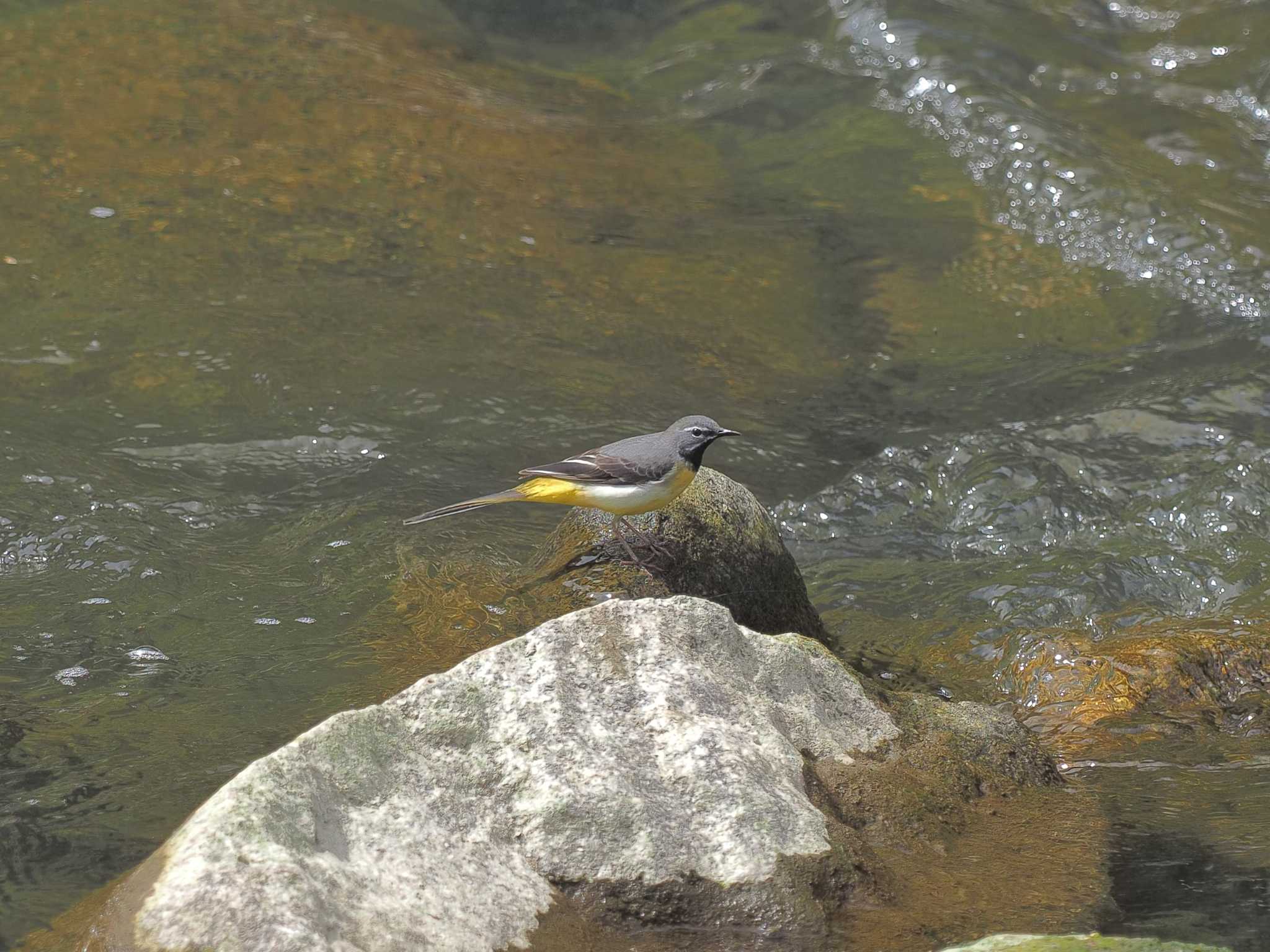 Photo of Grey Wagtail at 平成榛原子供のもり公園 by MaNu猫