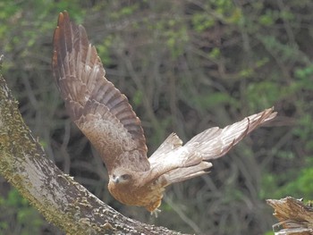 Black Kite 平成榛原子供のもり公園 Sat, 4/20/2024