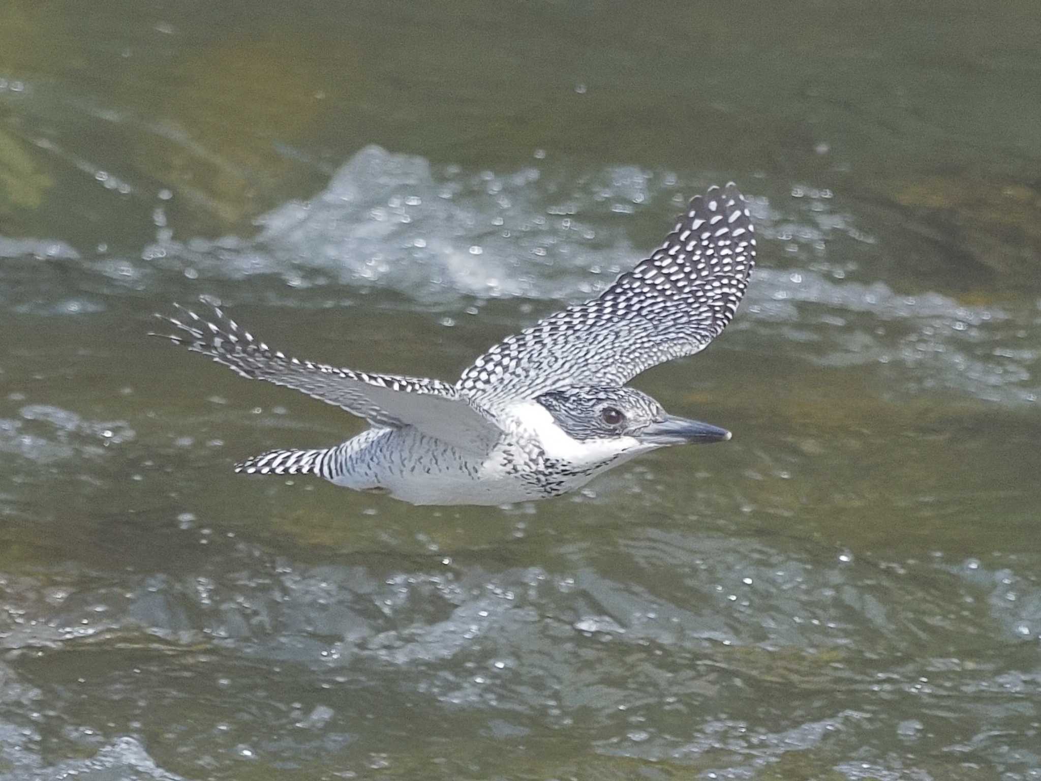 Crested Kingfisher