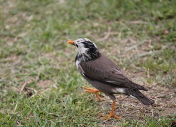 White-cheeked Starling Mizumoto Park Sun, 4/21/2024