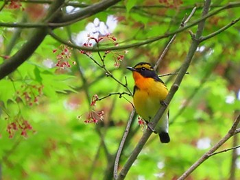 Narcissus Flycatcher Nara Park Sun, 4/21/2024