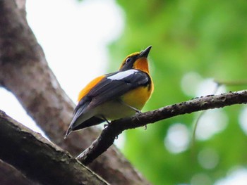 Narcissus Flycatcher Nara Park Sun, 4/21/2024