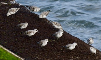 Sanderling 御前崎海岸 Sat, 4/13/2024