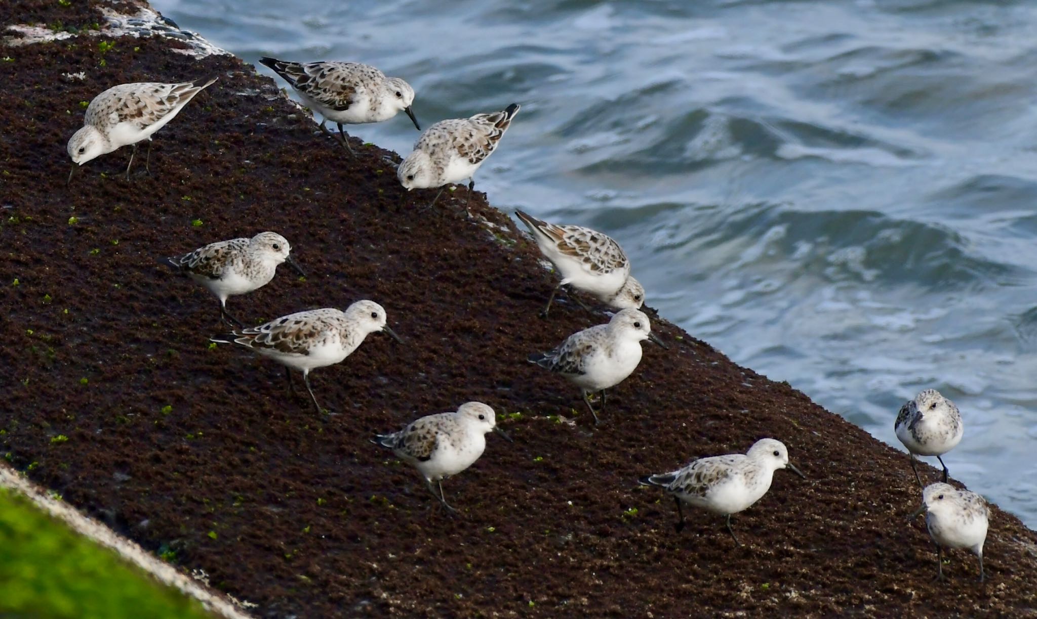 Photo of Sanderling at 御前崎海岸 by Taka Eri