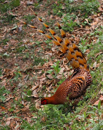 Copper Pheasant 愛知県岡崎市 Sat, 4/20/2024