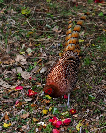 Copper Pheasant  愛知県岡崎市 Sat, 4/20/2024