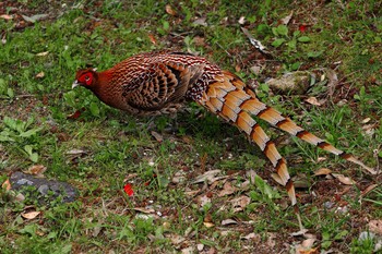 Copper Pheasant 愛知県岡崎市 Sat, 4/20/2024