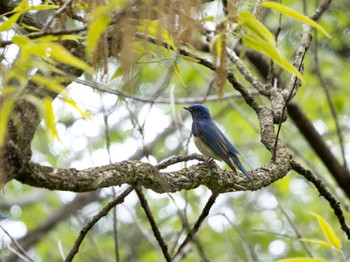 Blue-and-white Flycatcher 高崎自然の森 Sun, 4/21/2024