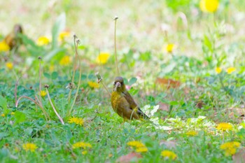 Grey-capped Greenfinch Nagahama Park Sat, 4/20/2024