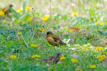 Grey-capped Greenfinch Nagahama Park Sat, 4/20/2024