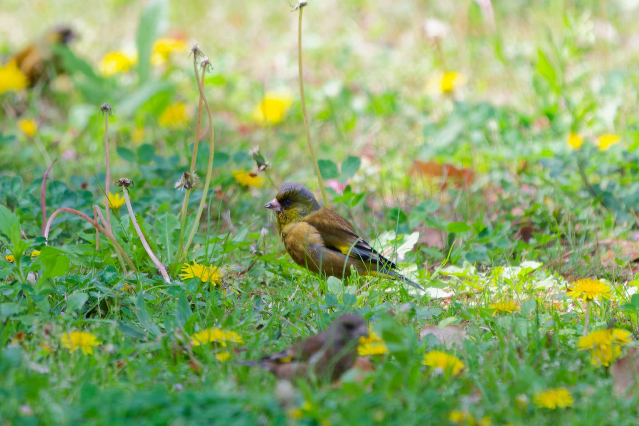 Photo of Grey-capped Greenfinch at Nagahama Park by ばくさん