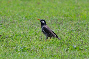 White-cheeked Starling Nagahama Park Sat, 4/20/2024