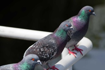 Rock Dove Nagahama Park Sat, 4/20/2024