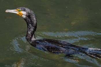 Great Cormorant Nagahama Park Sat, 4/20/2024