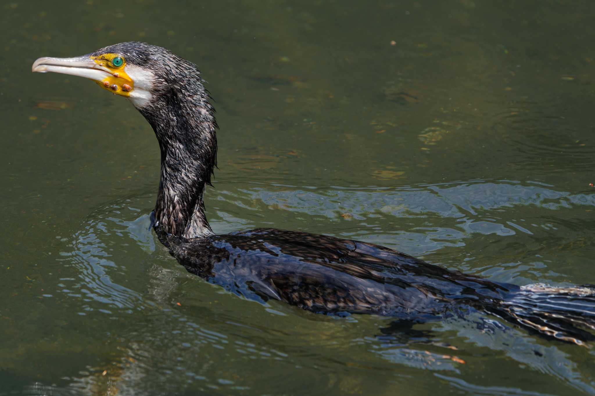 Photo of Great Cormorant at Nagahama Park by ばくさん