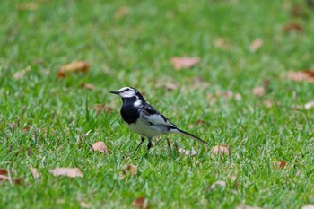 White Wagtail Nagahama Park Sat, 4/20/2024