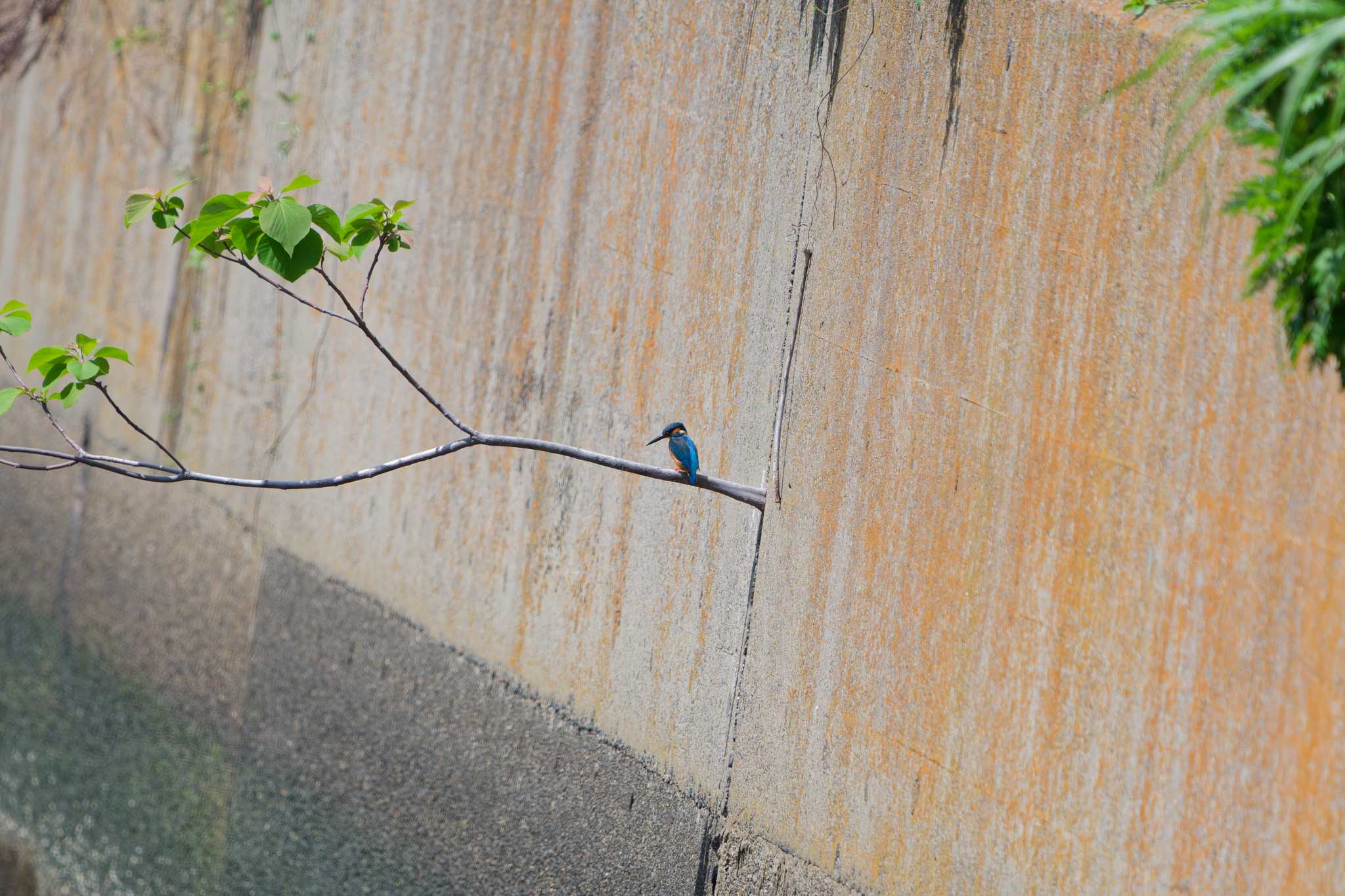 Photo of Common Kingfisher at Nagahama Park by ばくさん