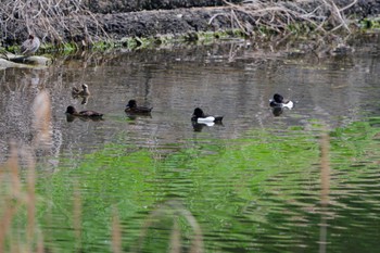 キンクロハジロ 長浜公園 2024年4月20日(土)