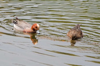 Eurasian Wigeon Nagahama Park Sat, 4/20/2024