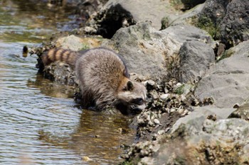 未同定 長浜公園 2024年4月20日(土)