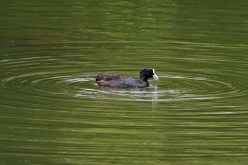 オオバン 長浜公園 2024年4月20日(土)