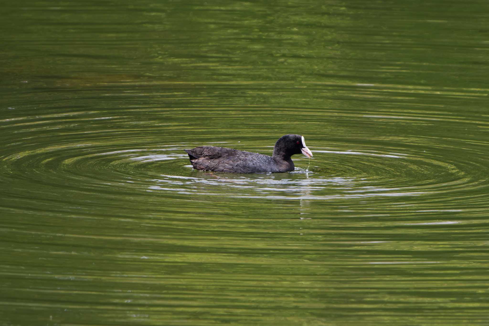 Photo of Eurasian Coot at Nagahama Park by ばくさん