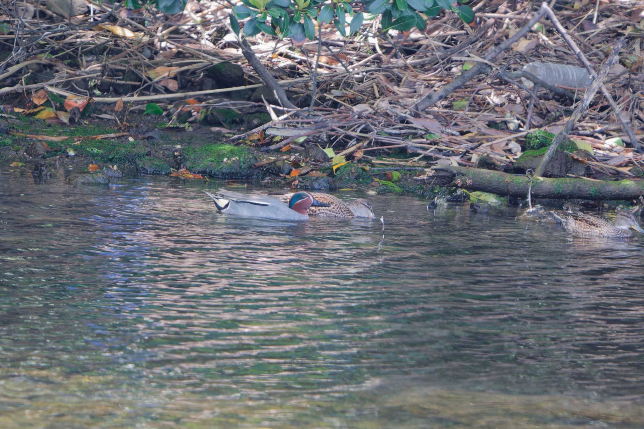 Photo of Eurasian Teal at Nagahama Park by ばくさん