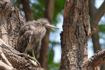 Striated Heron Wachirabenchathat Park(Suan Rot Fai) Wed, 4/17/2024