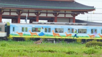 ケリ 平城宮跡 2024年4月21日(日)