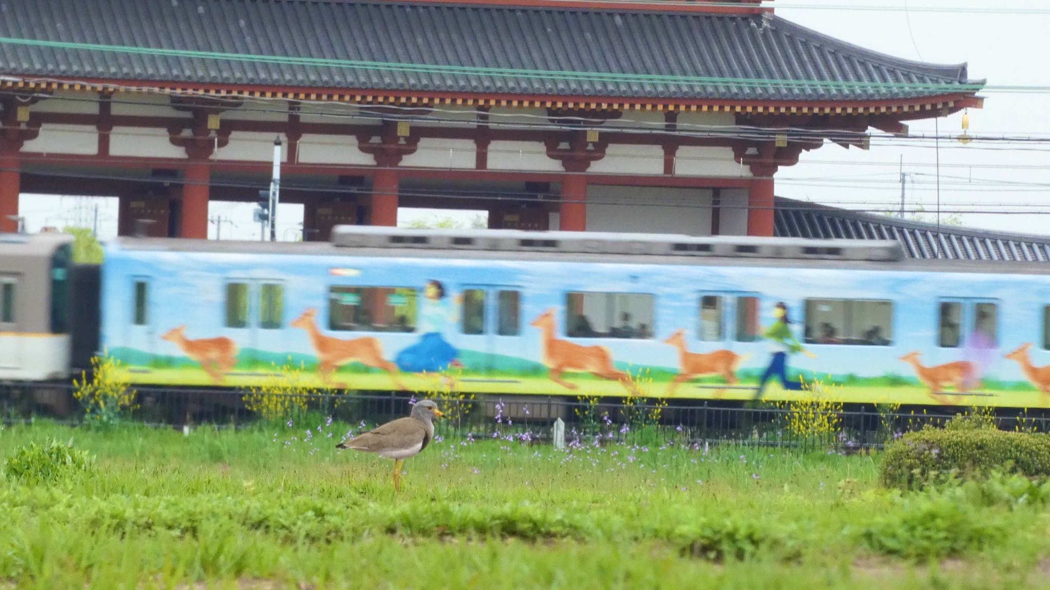 Grey-headed Lapwing