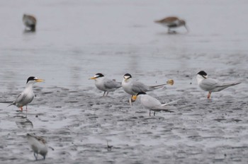 2024年4月21日(日) ふなばし三番瀬海浜公園の野鳥観察記録