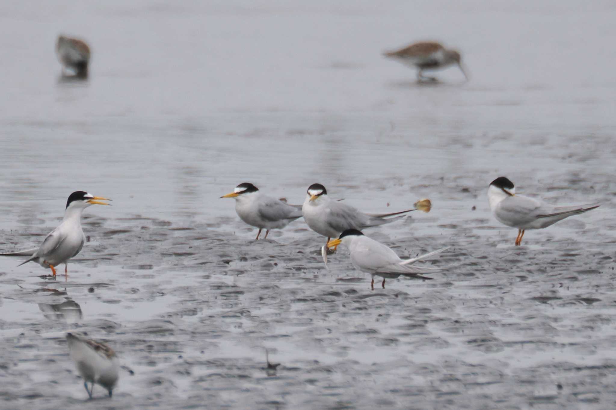 Photo of Little Tern at Sambanze Tideland by ぴろり