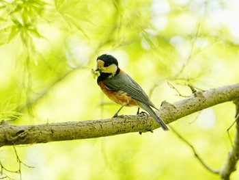 Varied Tit 柏市水生水辺公園 Sun, 4/21/2024