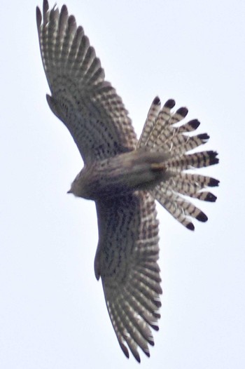 Common Kestrel Osaka castle park Thu, 4/18/2024